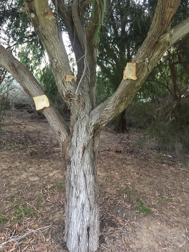 Bread stapled to a tree.