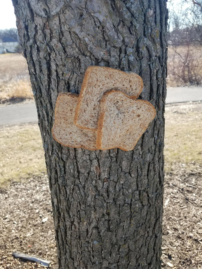 Bread stapled to a tree.