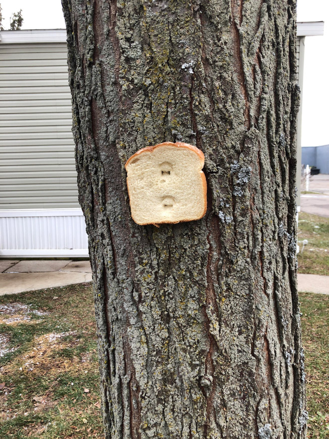 Bread stapled to a tree.