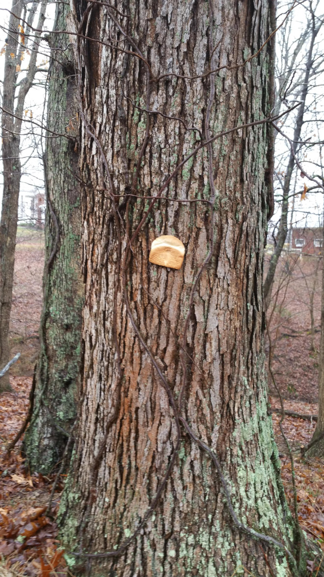 Bread stapled to a tree.