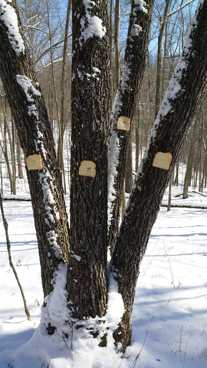 Bread stapled to a tree.