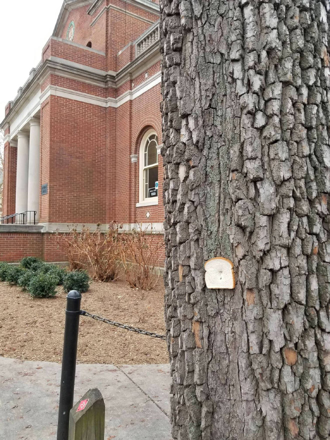 Bread stapled to a tree.