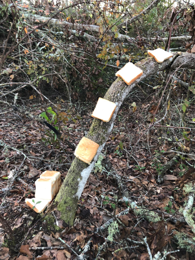 Bread stapled to a tree.