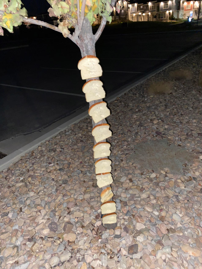 Bread stapled to a tree.