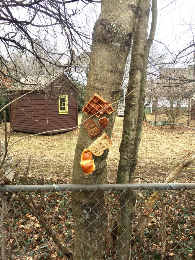 Bread stapled to a tree.