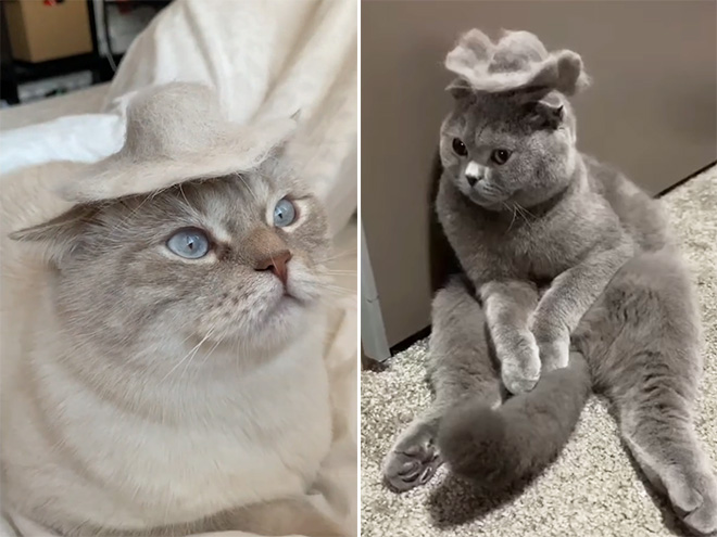 Cat hats made from their own hair are the best!
