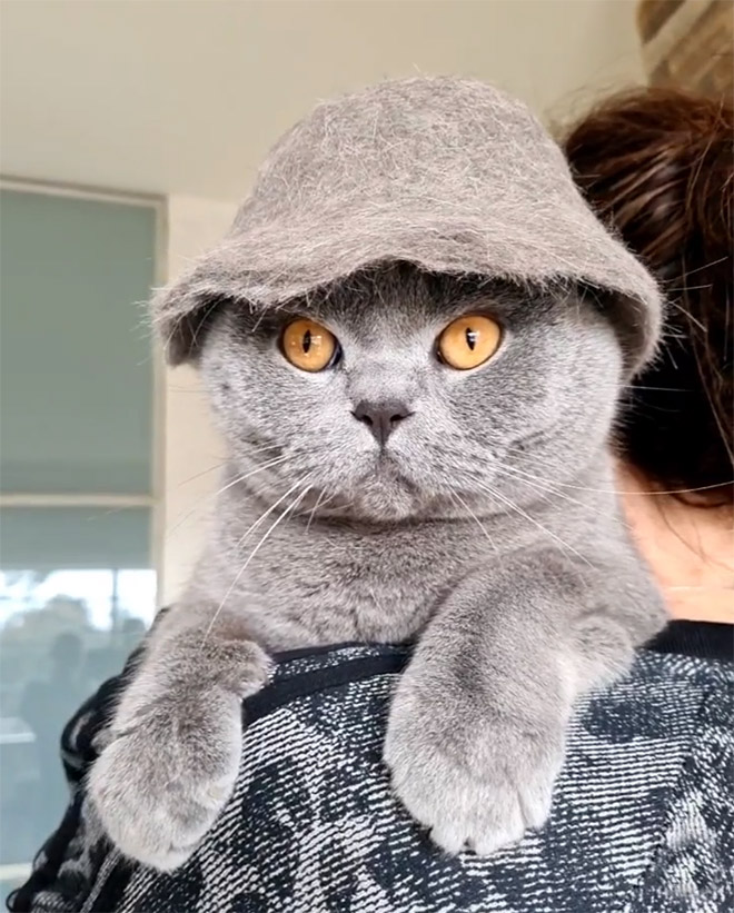 Cat fur hat.