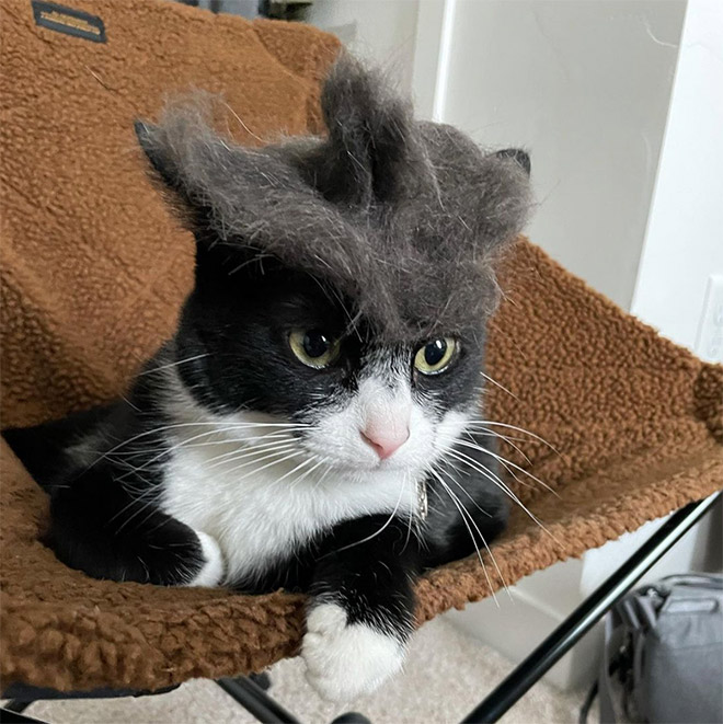 Cat hair hat.