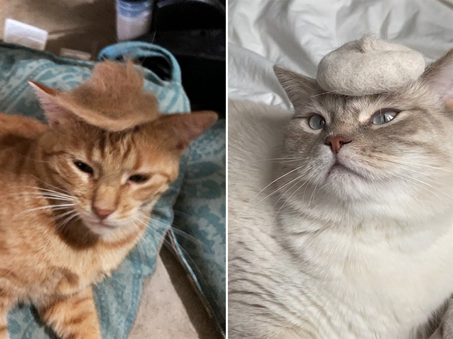 Cat hats made from their own hair are the best!