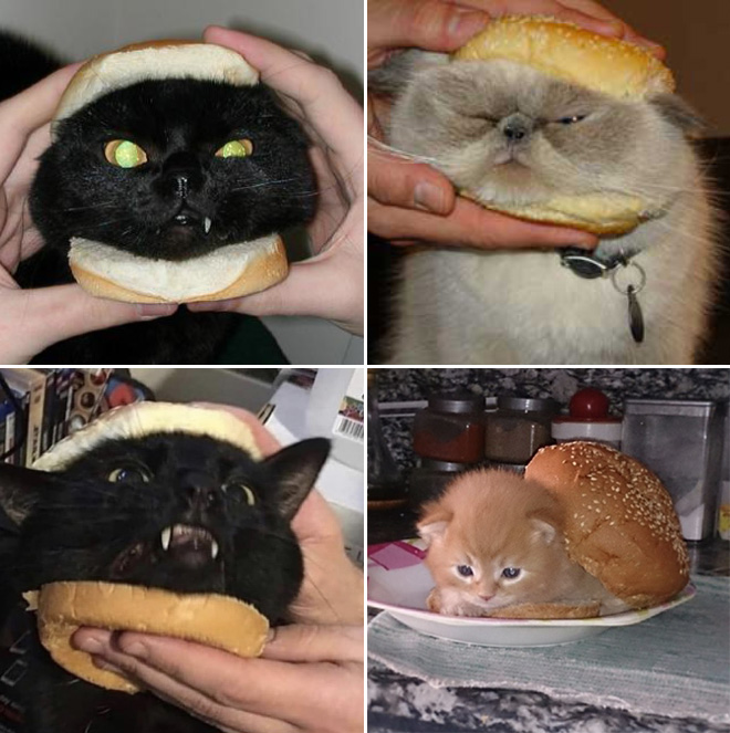 Cat sandwiches.
