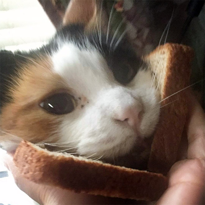 Cat sandwich.