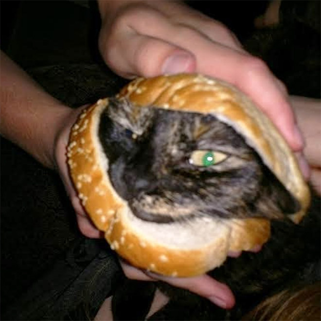 Cat sandwich.