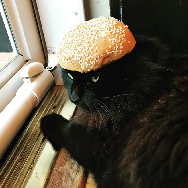 Catburger.