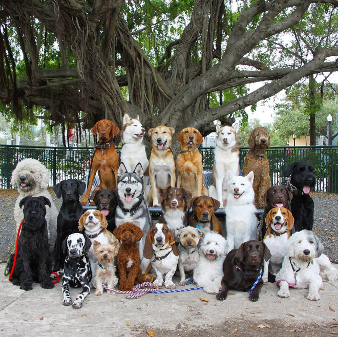 Dog group photo.