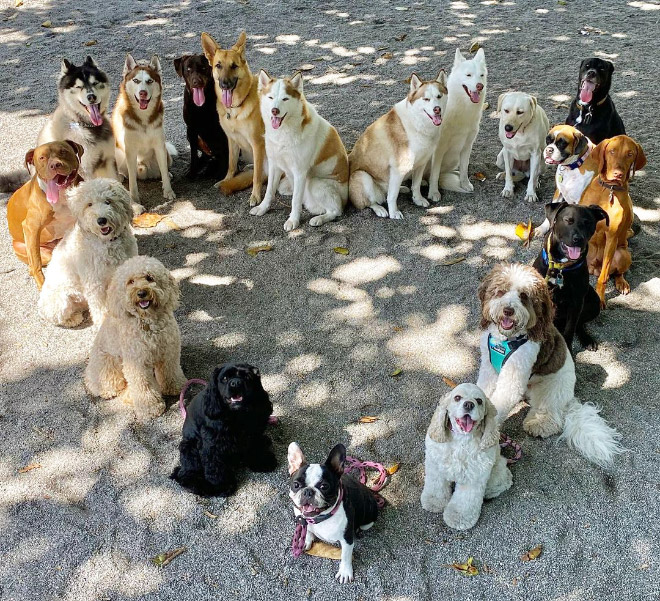 Perfect dog group photo.