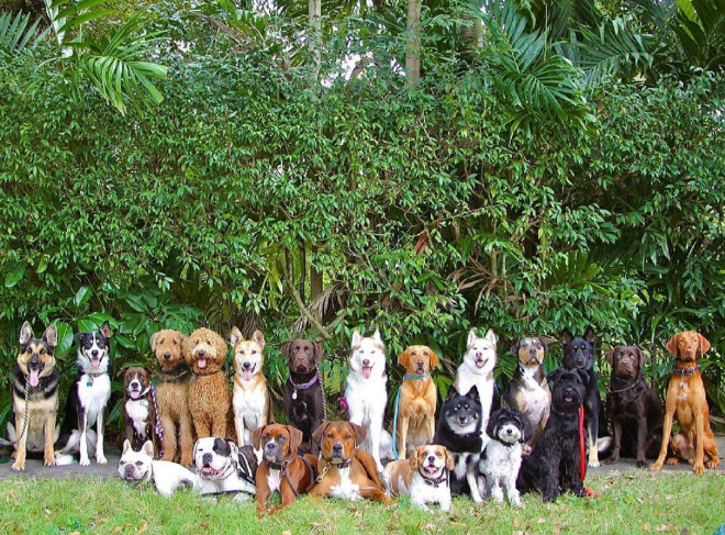 Beautiful dog group photo.