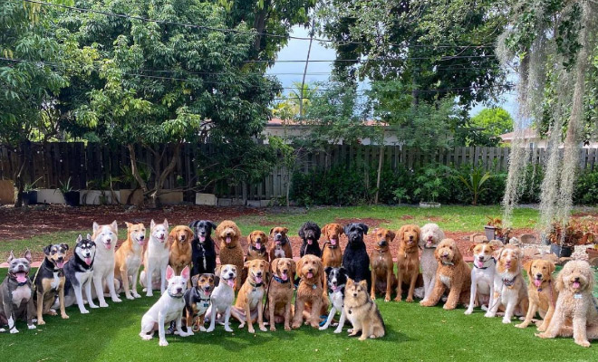 Beautiful dog group photo.