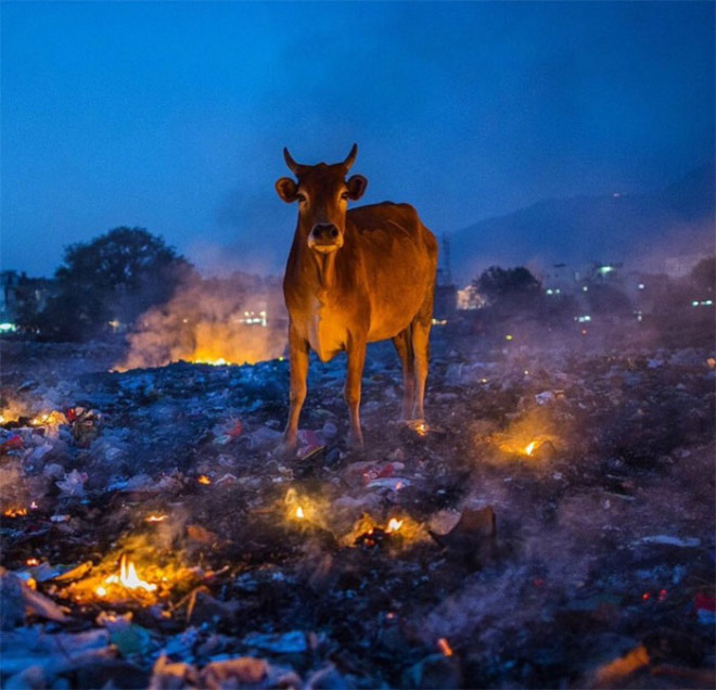 Some animals have threatening auras.