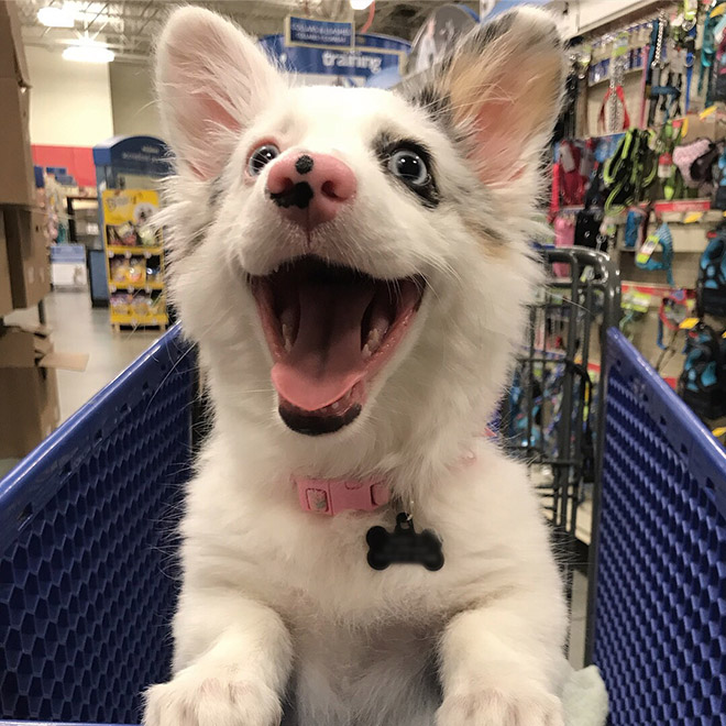 Shopping cart puppy.