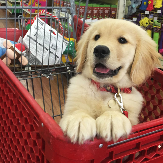 Shopping cart puppy.