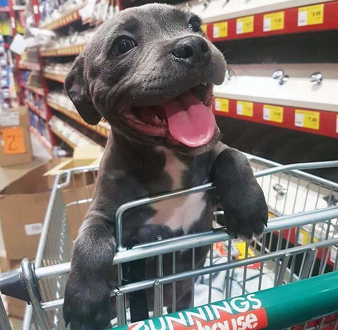 Shopping cart puppy.