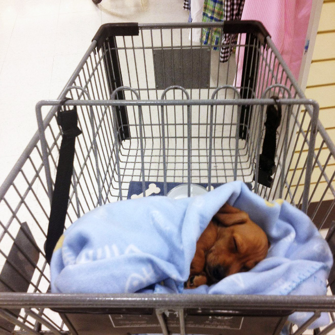 Shopping cart puppy.