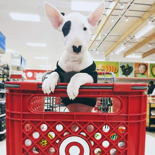 Shopping cart puppy.