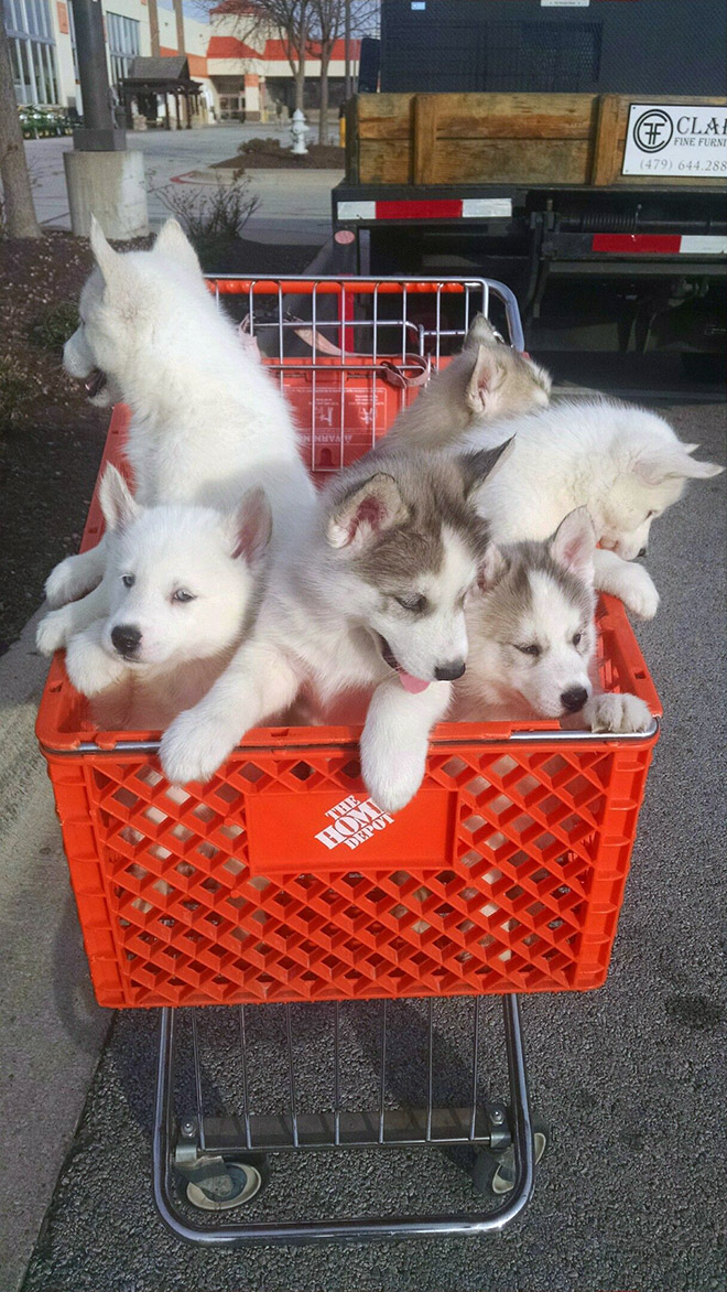 Shopping cart puppy.