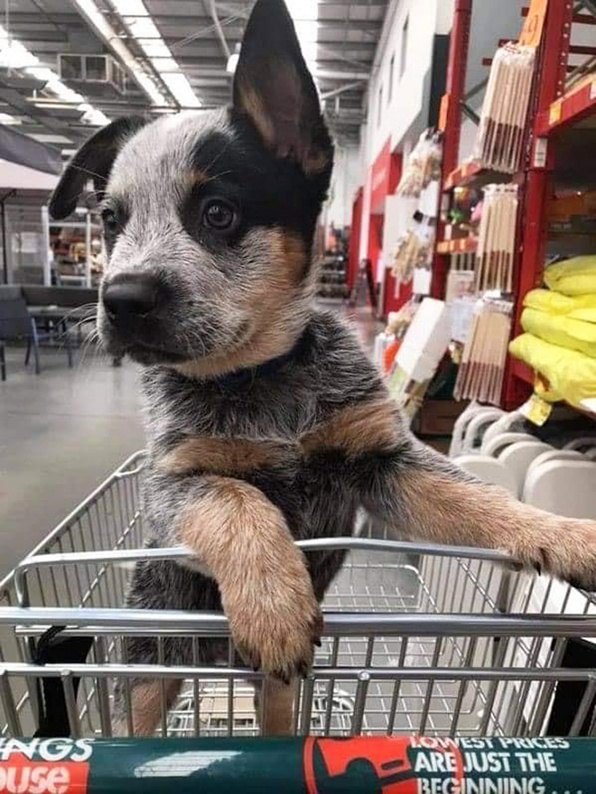 Shopping cart puppy.