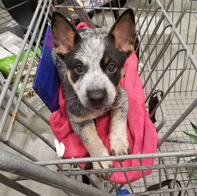 Shopping cart puppy.