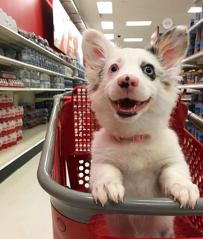 Shopping cart puppy.