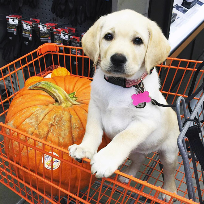 Shopping cart puppy.