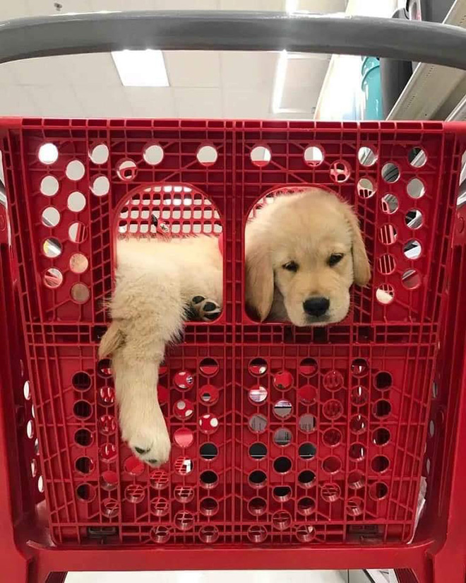 Shopping cart puppy.