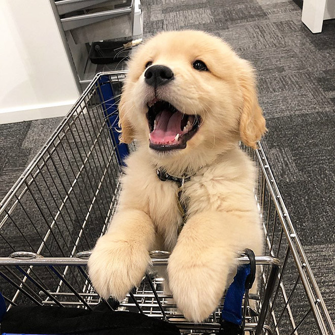 Shopping cart puppy.