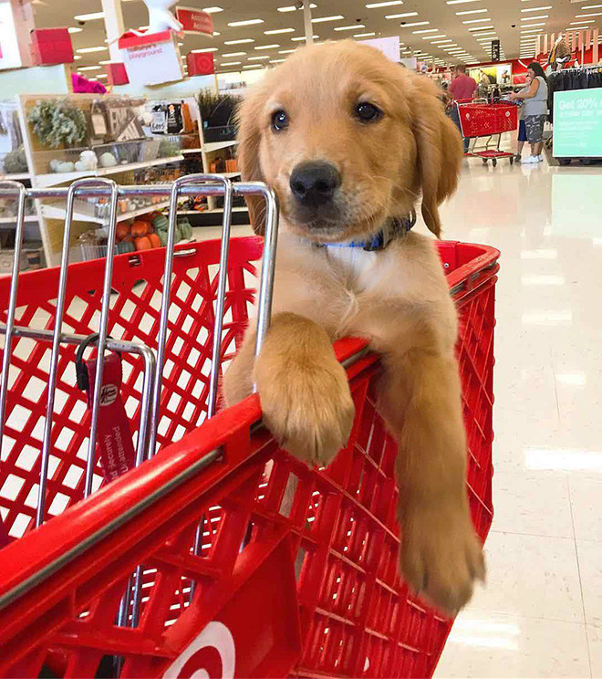 Shopping cart puppy.