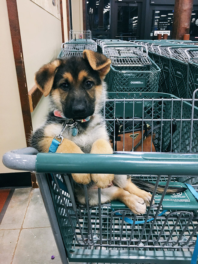 Shopping cart puppy.