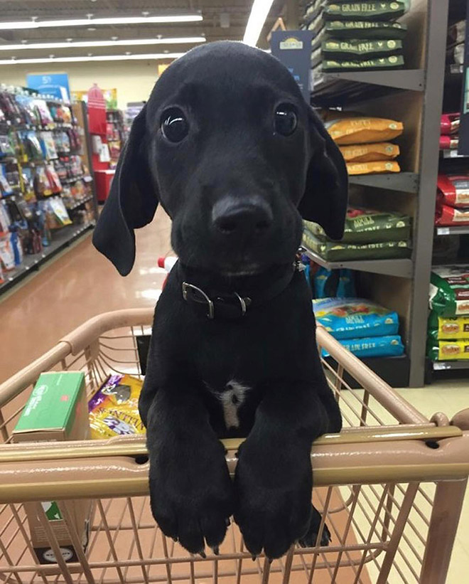 Shopping cart puppy.