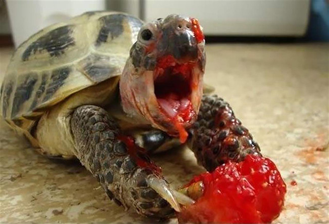 Turtle eating a strawberry.