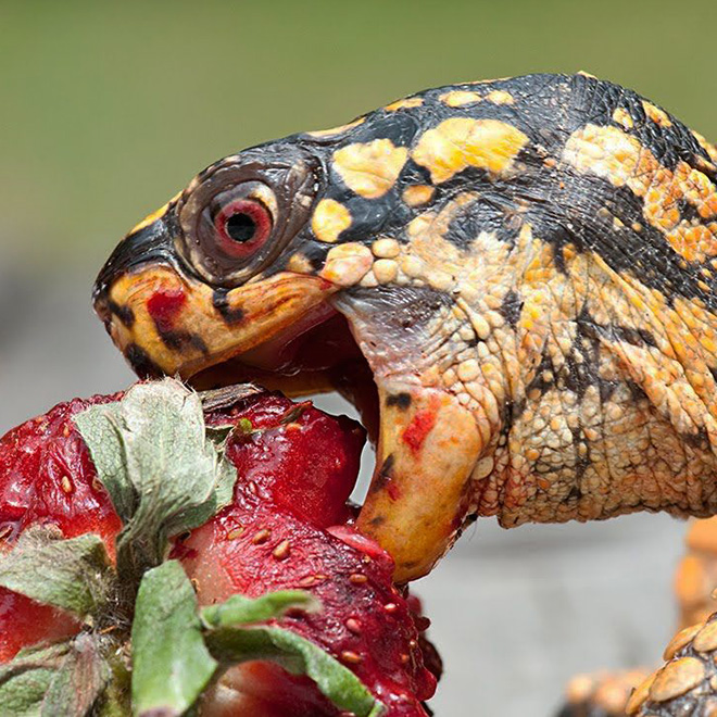 Turtle eating a strawberry.