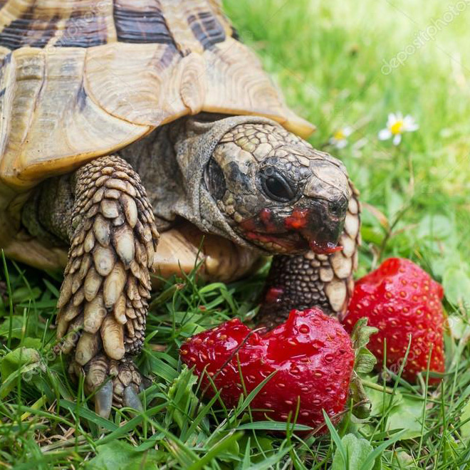 Turtle eating a strawberry.