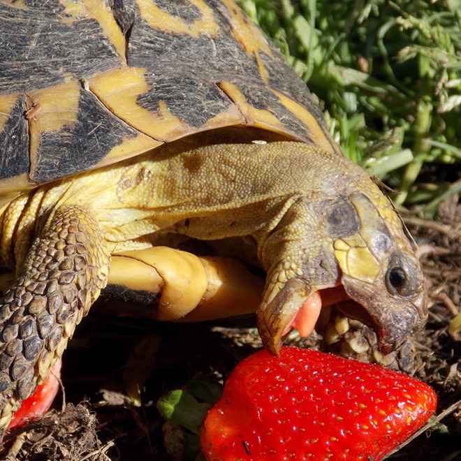 Turtle eating a strawberry.