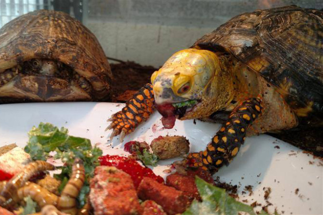 Turtle's dinner.