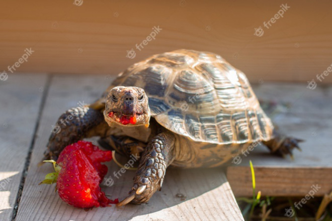 Tortoise eating a strawberry.