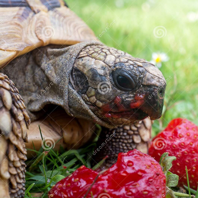 Strawberry breakfast.