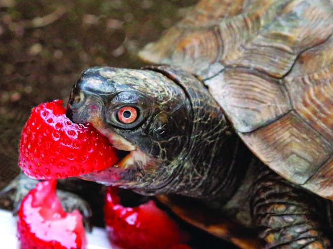 Turtle eating a strawberry.