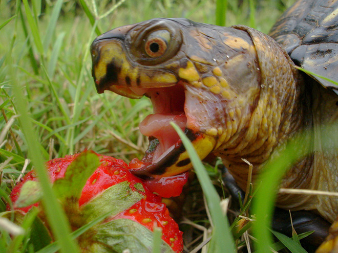 Turtle eating a strawberry.