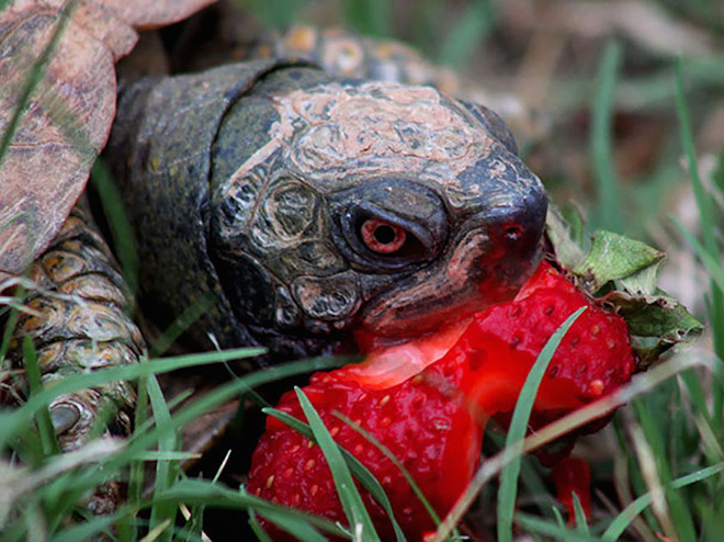 Turtle eating a strawberry.