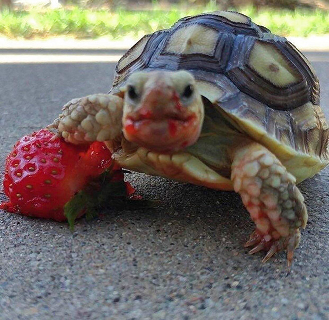 Turtle eating a strawberry.