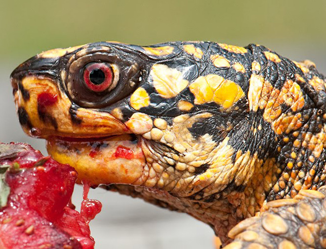 Turtle eating a strawberry.