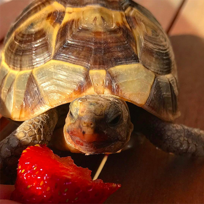 Turtle eating a strawberry.